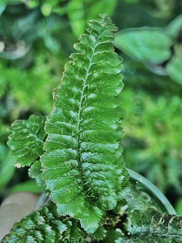 Trichomanes atrovirens – jemná kapradina do terária a paludária | Parrot Planet od ParrotPlanet.cz