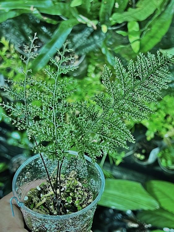 Hymenophyllum sp. „Borneo” – štíhlá kapradina do terária s tenkými, kopinatými listy | ParrotPlanet od ParrotPlanet.cz