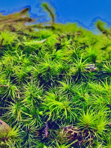 Bryophyta sp. „Echinus” – exotický mech z Bornea s ostnatou strukturou | ParrotPlanet od ParrotPlanet.cz