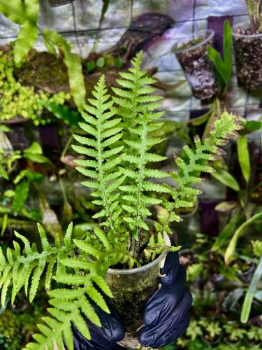 Nephrolepis sp. – kompaktní kapradina z Japonska do terária | ParrotPlanet od ParrotPlanet.cz