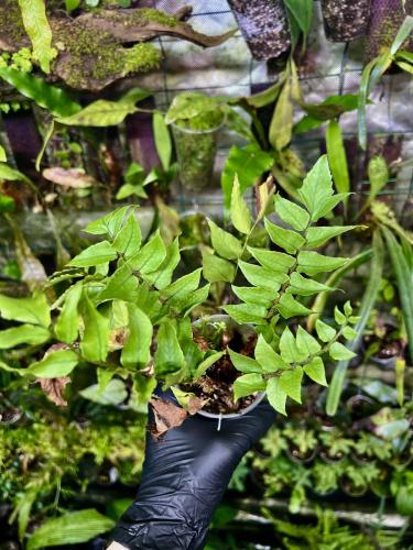 Cyrtomium sp. – okrasná kapradina se srpovitými listy do terária | ParrotPlanet od ParrotPlanet.cz