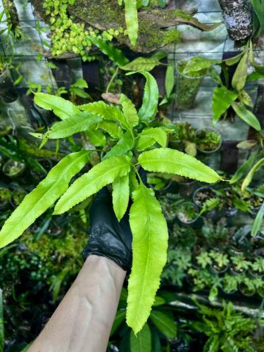 Phlebodium sp. „Green Dagger” – okrasná kapradina do terária s ostře zakončenými listy | ParrotPlanet od ParrotPlanet.cz