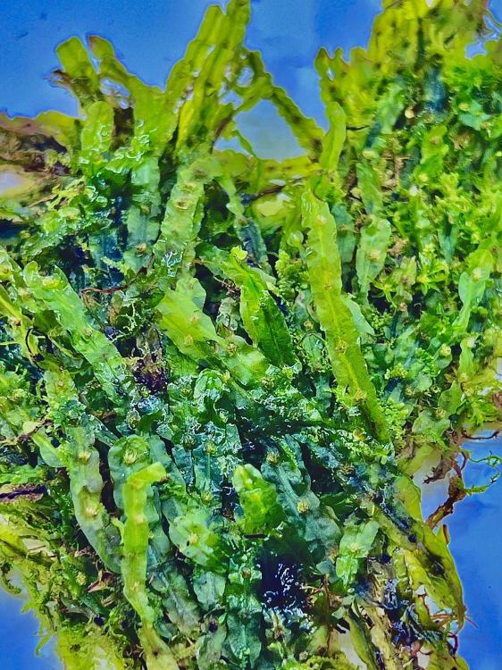 Marchantia sp. „Borneo” – exotická játrovka do tropického terária | ParrotPlanet  od ParrotPlanet.cz