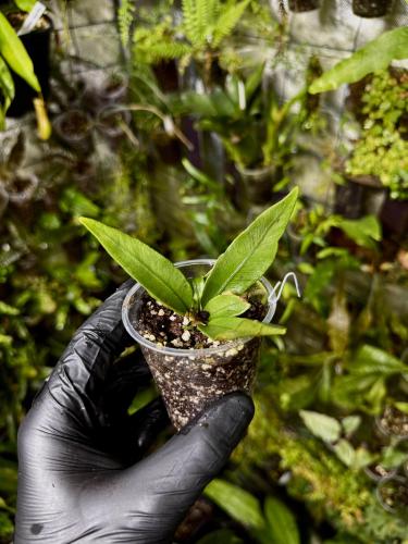 Microsorum sp. „Siamense Green” – světle zelená kapradina do tropického terária | ParrotPlanet od ParrotPlanet.cz