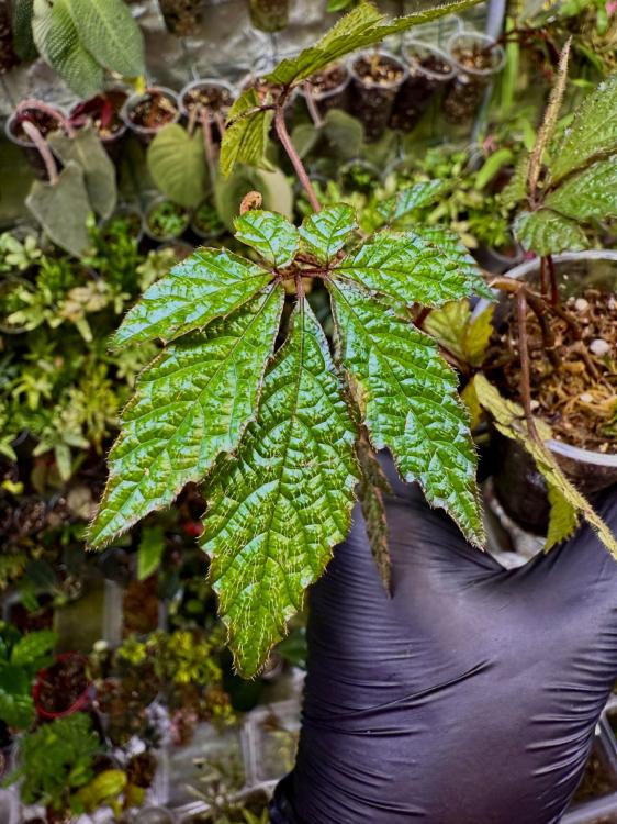 Pterisanthes sp. – stromovitá rostlina do terária | ParrotPlanet od ParrotPlanet.cz