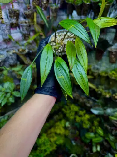 Aridarum sp. – vzácný epifyt z Bornea do terária a paludária | Parrot Planet od ParrotPlanet.cz