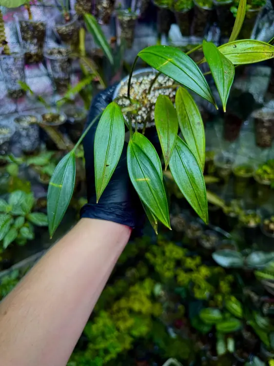 Aridarum sp. – vzácný epifyt z Bornea do terária a paludária | Parrot Planet od ParrotPlanet.cz