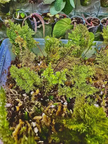 Bryophyta sp. „Green Spine” – vysoký exotický mech do terária | ParrotPlanet.cz