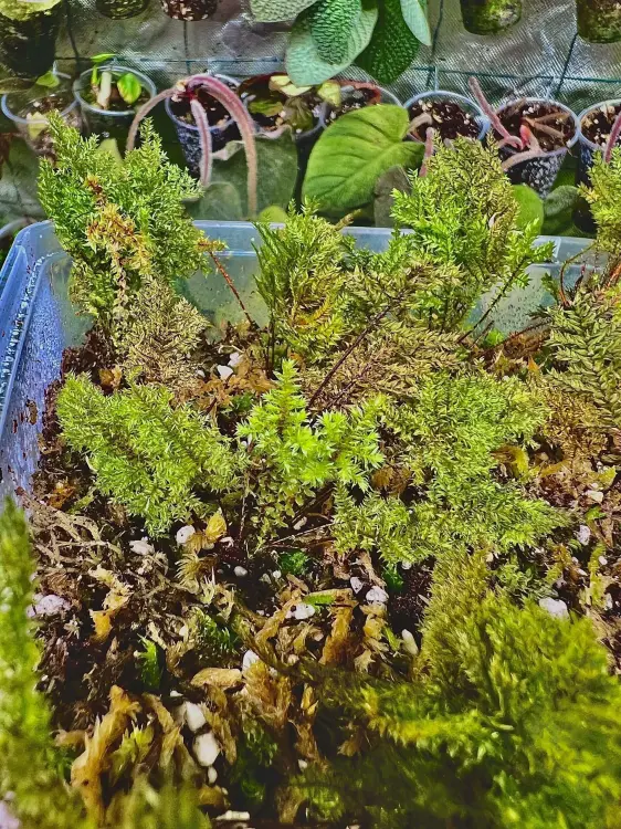 Bryophyta sp. „Green Spine” – vysoký exotický mech do terária | ParrotPlanet.cz