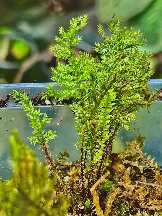 Bryophyta sp. „Green Spine” – vysoký exotický mech do terária | ParrotPlanet.cz