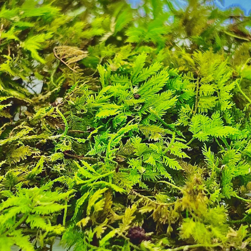 Bryophyta sp. „Mini Pine” – jehličnatý mech z Bornea do terária | ParrotPlanet od ParrotPlanet.cz