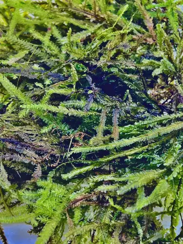 Bryophyta sp. „Mini Selago” – jemný kapradinový mech do terária | ParrotPlanet.cz