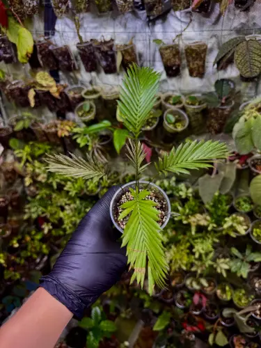 Calamus ciliaris – popínavá tropická palma do terária | ParrotPlanet od ParrotPlanet.cz