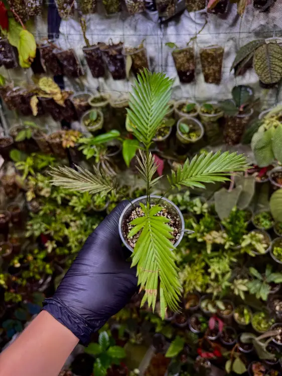 Calamus ciliaris – popínavá tropická palma do terária | ParrotPlanet od ParrotPlanet.cz