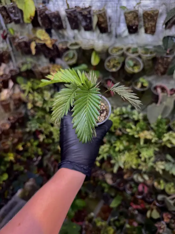 Calamus ciliaris – popínavá tropická palma do terária | ParrotPlanet od ParrotPlanet.cz