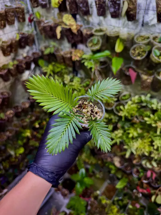 Calamus ciliaris – popínavá tropická palma do terária | ParrotPlanet od ParrotPlanet.cz