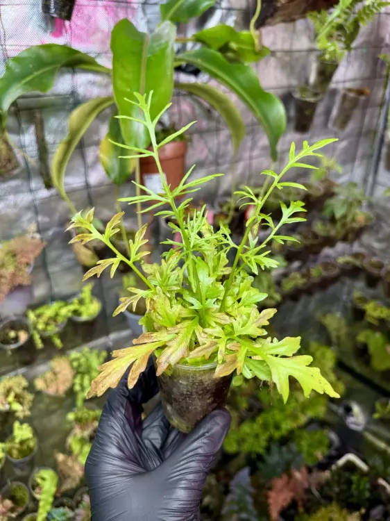 Ceratopteris thalictroides – rychle rostoucí vodní a bažinná kapradina | ParrotPlanet od ParrotPlanet.cz