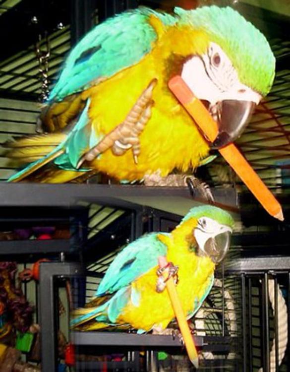 Magický tužka XXL - hračka do klece pro papoušky od ParrotPlanet.cz