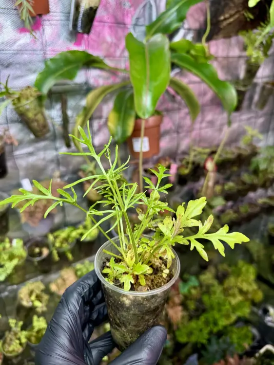 Ceratopteris thalictroides – rychle rostoucí vodní a bažinná kapradina | ParrotPlanet od ParrotPlanet.cz