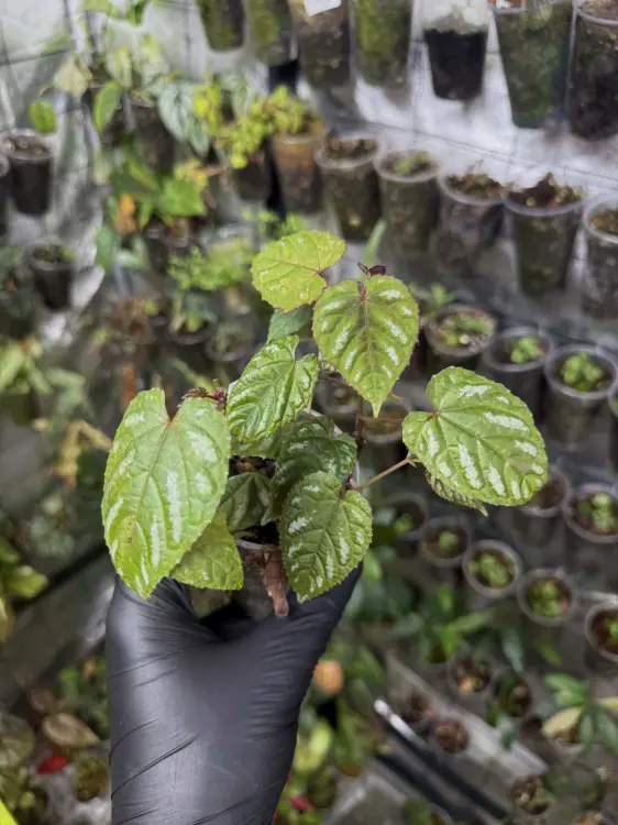 Cissus discolor – popínavá rostlina s purpurově stříbřitými listy | ParrotPlanet od ParrotPlanet.cz
