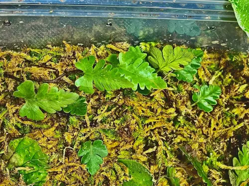 Davallia repens – miniaturní popínavá kapradina do terária | ParrotPlanet od ParrotPlanet.cz