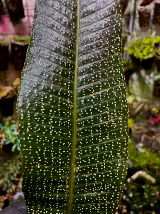 Elaphoglossum „Stairy Night” – epifytická kapradina s tečkovanými listy do terária | ParrotPlanet od ParrotPlanet.cz