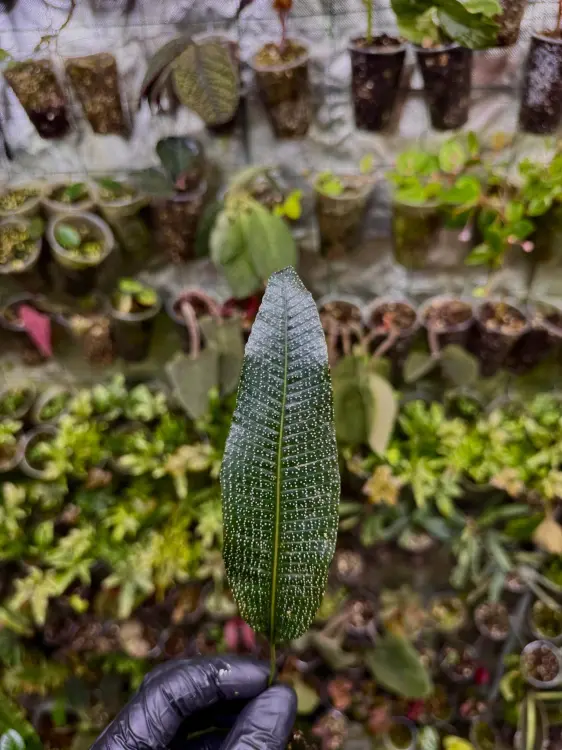 Elaphoglossum „Stairy Night” – epifytická kapradina s tečkovanými listy do terária | ParrotPlanet od ParrotPlanet.cz