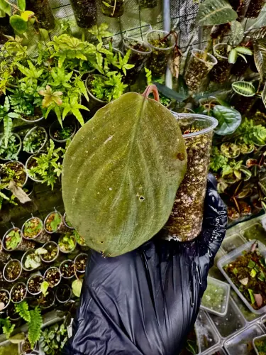 Homalomena humilis – rostlina do terária se sametovými listy | ParrotPlanet od ParrotPlanet.cz