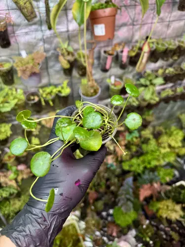 Hydrocotyle verticillata – akvarijní rostlina s deštníkovitými listy | ParrotPlanet od ParrotPlanet.cz