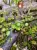 Hydrocotyle verticillata – akvarijní rostlina s deštníkovitými listy | ParrotPlanet od ParrotPlanet.cz