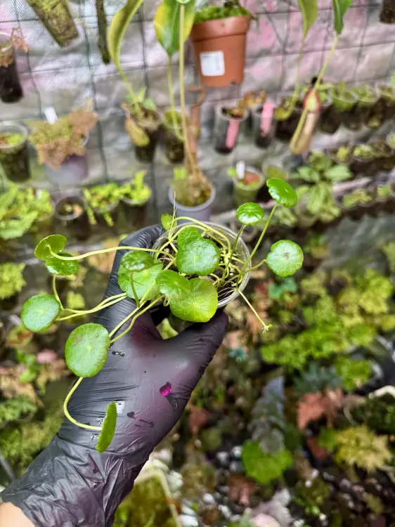 Hydrocotyle verticillata – akvarijní rostlina s deštníkovitými listy | ParrotPlanet od ParrotPlanet.cz