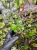 Hydrocotyle verticillata – akvarijní rostlina s deštníkovitými listy | ParrotPlanet od ParrotPlanet.cz