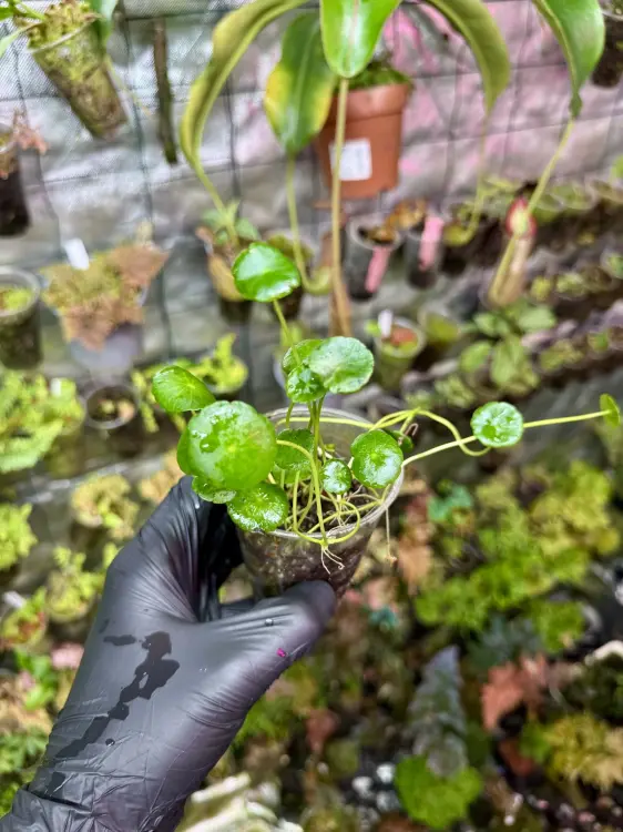 Hydrocotyle verticillata – akvarijní rostlina s deštníkovitými listy | ParrotPlanet od ParrotPlanet.cz