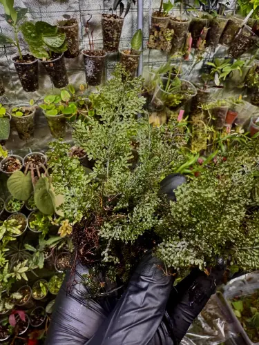 Hymenophyllum sp. – miniaturní epifytická kapradina do terária | ParrotPlanet od ParrotPlanet.cz