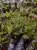 Hymenophyllum sp. – miniaturní epifytická kapradina do terária | ParrotPlanet od ParrotPlanet.cz