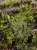 Hymenophyllum sp. – miniaturní epifytická kapradina do terária | ParrotPlanet od ParrotPlanet.cz