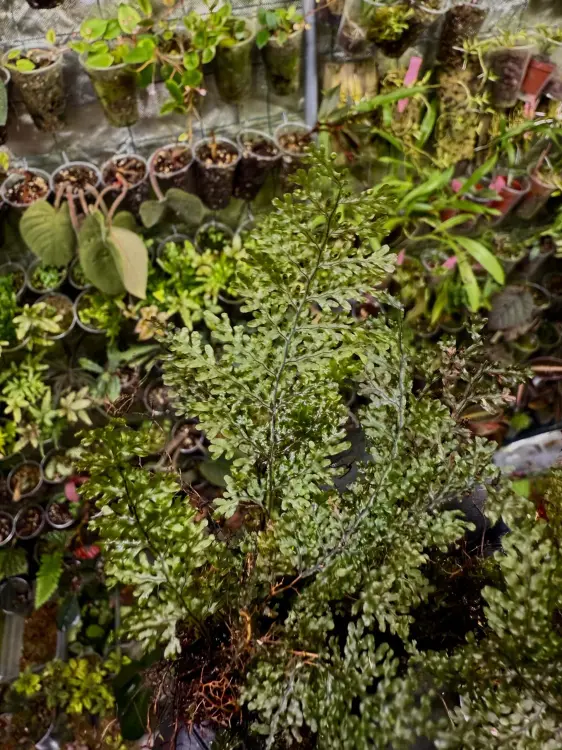 Hymenophyllum sp. – miniaturní epifytická kapradina do terária | ParrotPlanet od ParrotPlanet.cz