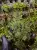 Hymenophyllum sp. – miniaturní epifytická kapradina do terária | ParrotPlanet od ParrotPlanet.cz