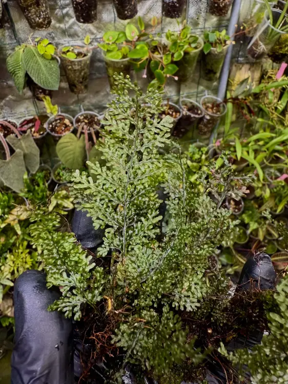 Hymenophyllum sp. – miniaturní epifytická kapradina do terária | ParrotPlanet od ParrotPlanet.cz