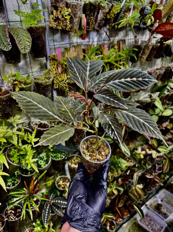 Leea amabilis – rychle rostoucí, dekorativní rostlina do terária z Bornea | ParrotPlanet od ParrotPlanet.cz