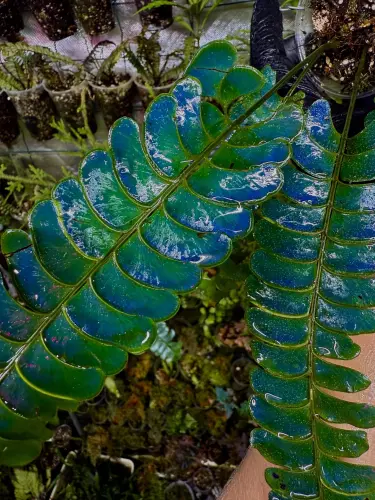 Lindsaea doryphora – opalizující kapradina do terária s modravým leskem | ParrotPlanet od ParrotPlanet.cz
