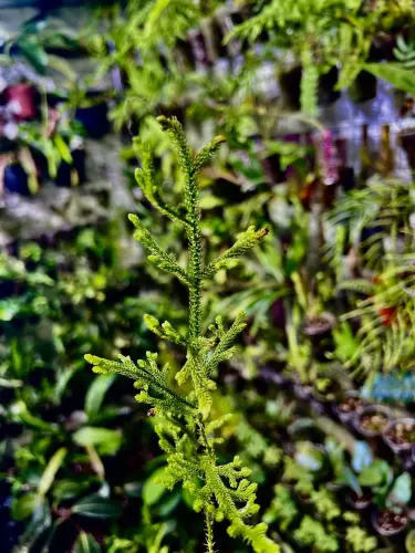Lycopodium cernuum – plavuník z Bornea do tropického terária | ParrotPlanet od ParrotPlanet.cz