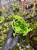 Marcgravia sp. Mini – miniaturní popínavá rostlina do tropického terária | ParrotPlanet od ParrotPlant.cz