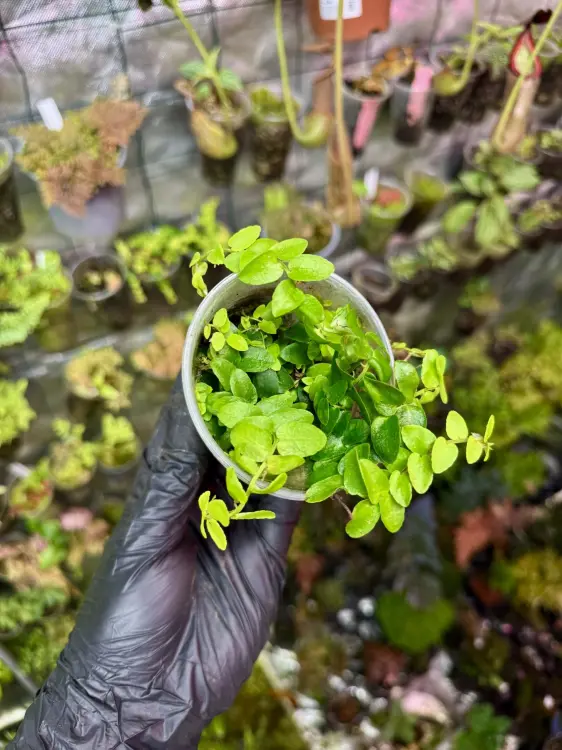 Marcgravia sp. Mini – miniaturní popínavá rostlina do tropického terária | ParrotPlanet od ParrotPlant.cz