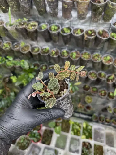 Pellionia pulchra – rostlina s dekorativními listy do terária a interiérů | ParrotPlanet od ParrotPlanet.cz