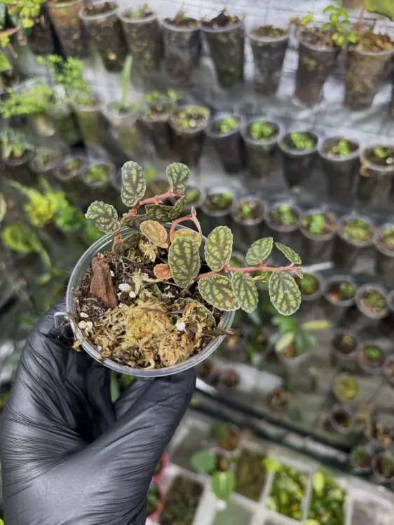 Pellionia pulchra – rostlina s dekorativními listy do terária a interiérů | ParrotPlanet od ParrotPlanet.cz