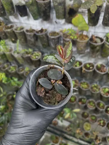 Pellionia repens – matně zelená popínavá rostlina do terária a interiérů | ParrotPlanet od ParrotPlanet.cz