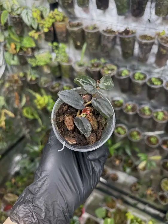 Pellionia repens – matně zelená popínavá rostlina do terária a interiérů | ParrotPlanet od ParrotPlanet.cz