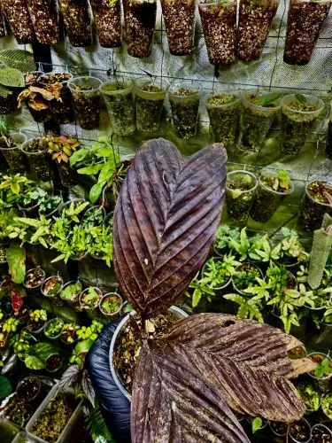 Pinanga veitchii – zakrslá palma do stinných terárií | ParrotPlanet od ParrotPlanet.cz