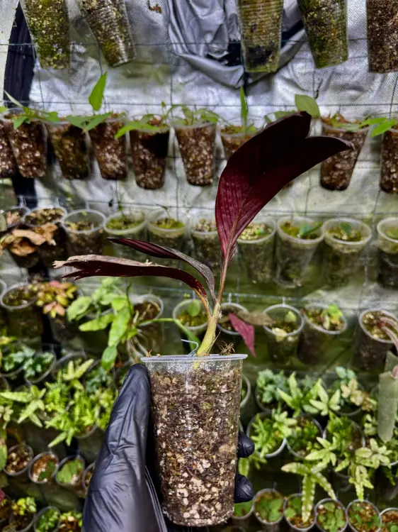 Pinanga veitchii – zakrslá palma do stinných terárií | ParrotPlanet od ParrotPlanet.cz